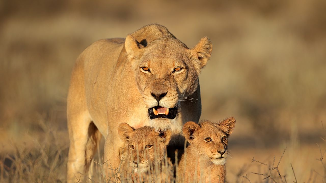 Обои лев, самка, львята, семья, африка, хищники