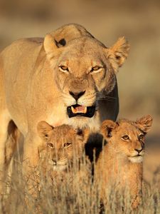 Превью обои лев, самка, львята, семья, африка, хищники