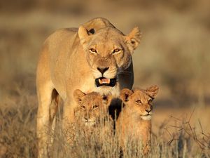 Превью обои лев, самка, львята, семья, африка, хищники