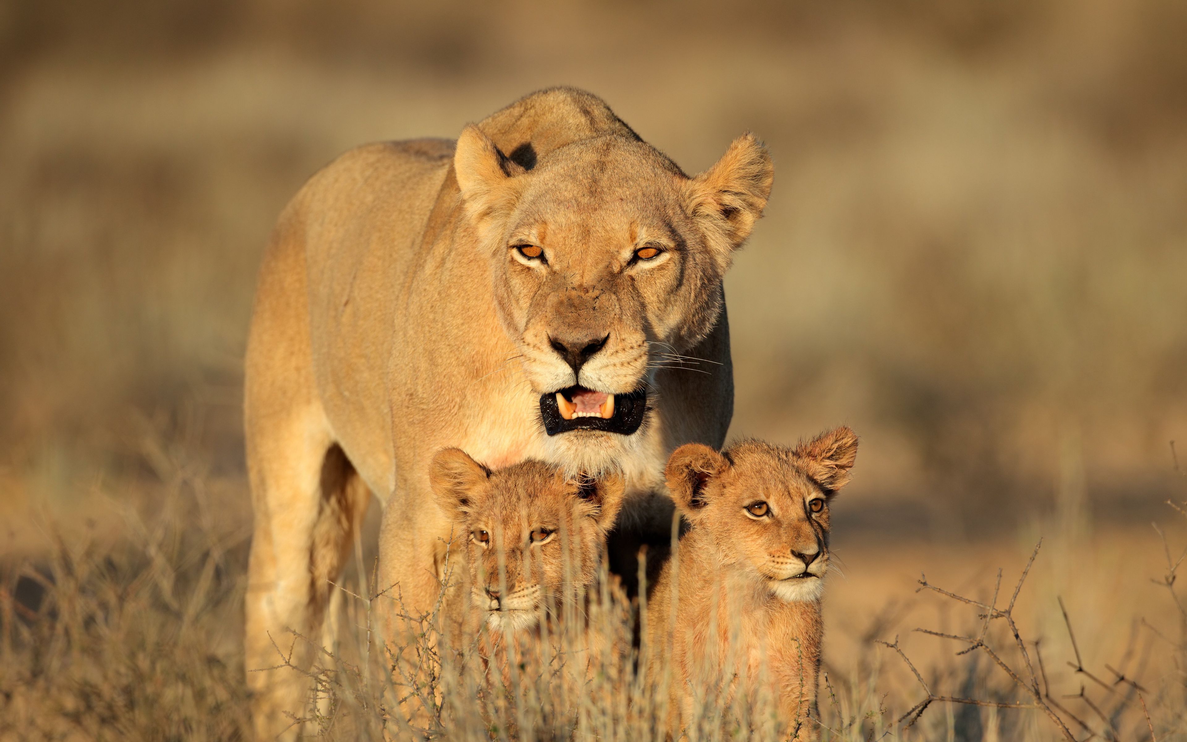 фото львов и львиц и трех львят