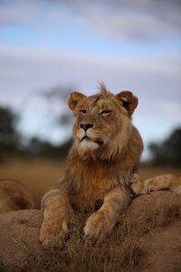 Превью обои лев, саванна, дикая природа, взгляд, гордый, хищник