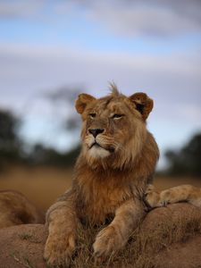 Превью обои лев, саванна, дикая природа, взгляд, гордый, хищник