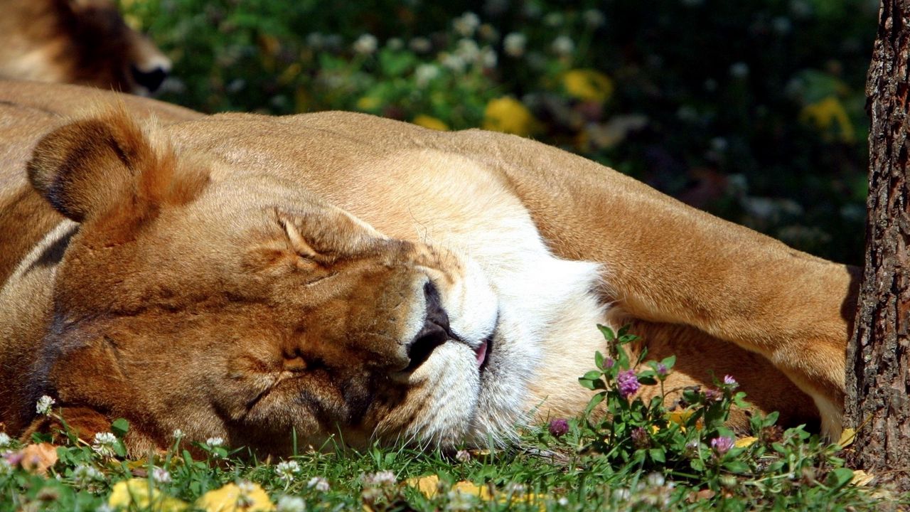 Обои лев, сон, трава, большая кошка, хищник