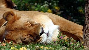 Превью обои лев, сон, трава, большая кошка, хищник