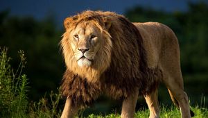 Превью обои лев, трава, царь зверей, большая кошка, прогулка