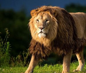 Превью обои лев, трава, царь зверей, большая кошка, прогулка
