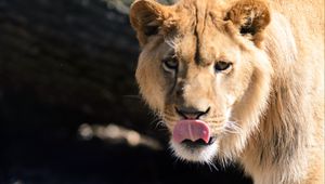 Превью обои лев, высунутый язык, лапа, хищник, большая кошка