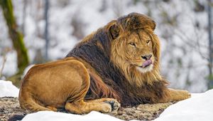 Превью обои лев, высунутый язык, животное, хищник, царь зверей, коричневый