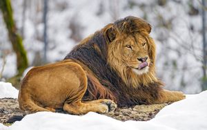 Превью обои лев, высунутый язык, животное, хищник, царь зверей, коричневый