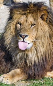 Превью обои лев, высунутый язык, животное, большая кошка
