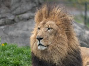 Превью обои лев, взгляд, грива, хищник, животное, большая кошка
