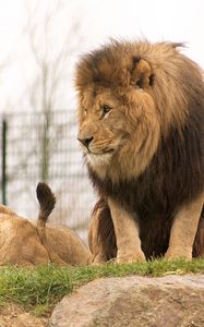 Превью обои лев, взгляд, хищник, животное, большая кошка