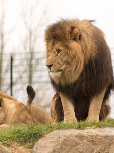 Превью обои лев, взгляд, хищник, животное, большая кошка