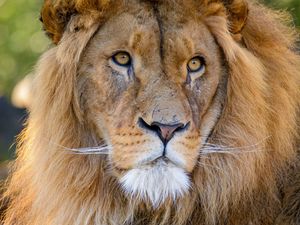 Превью обои лев, взгляд, хищник, животное, большая кошка, дикая природа