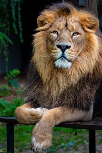 Превью обои лев, взгляд, животное, хищник, царь зверей, большая кошка