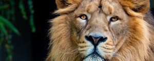 Превью обои лев, взгляд, животное, хищник, царь зверей, большая кошка