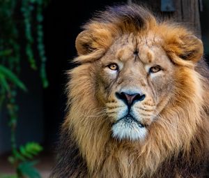 Превью обои лев, взгляд, животное, хищник, царь зверей, большая кошка