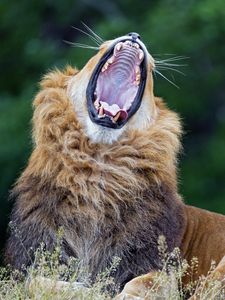 Превью обои лев, зевать, хищник, большая кошка, дикая природа