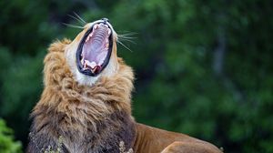 Превью обои лев, зевать, хищник, большая кошка, дикая природа
