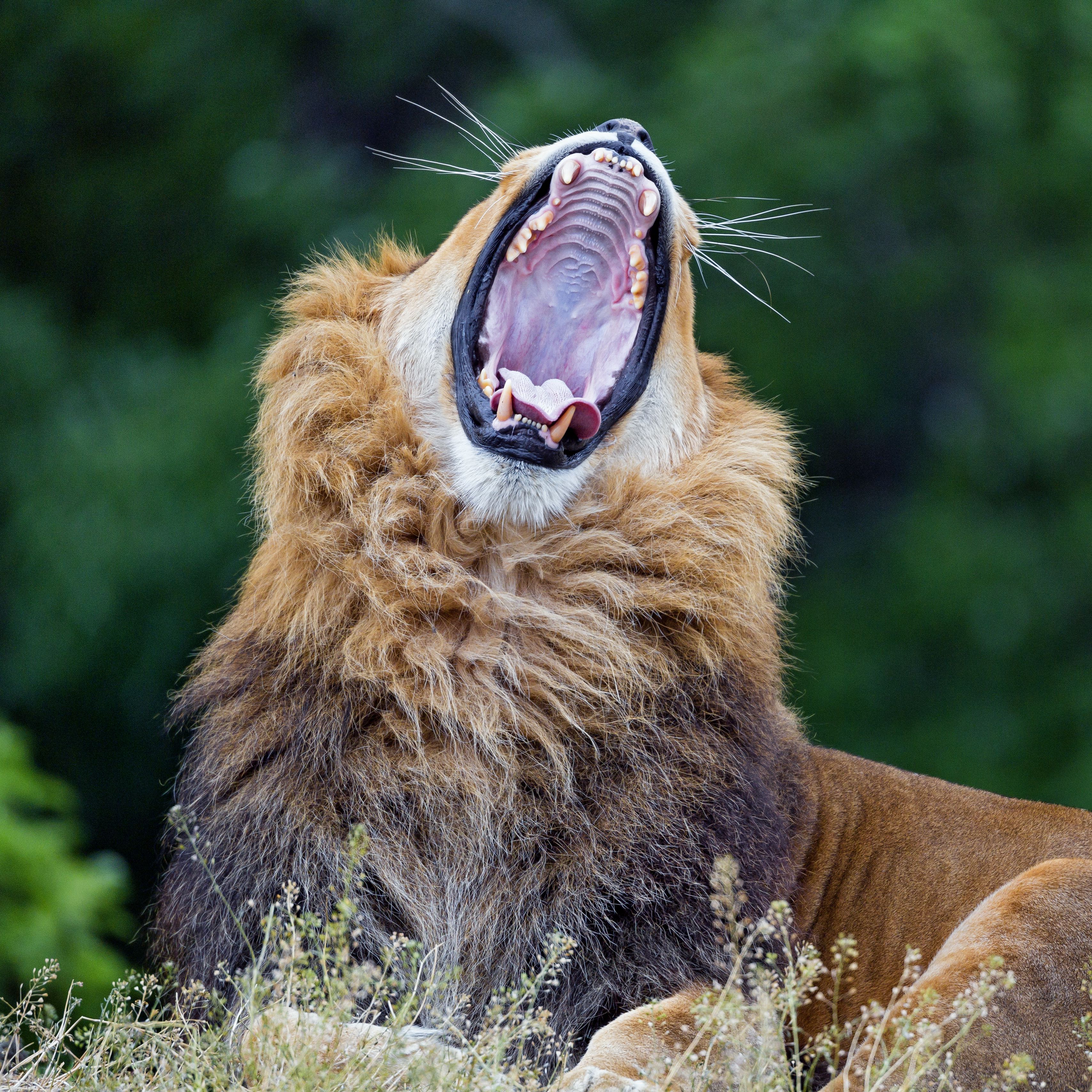 Открывай пасть. Лев с открытой пастью. Пасть Льва. Лев зевает. Зубы Льва.