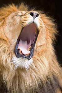 Превью обои лев, зевать, крик, грива