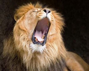 Превью обои лев, зевать, крик, грива
