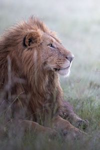 Превью обои лев, животное, хищник, царь зверей, дикая природа