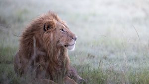 Превью обои лев, животное, хищник, царь зверей, дикая природа