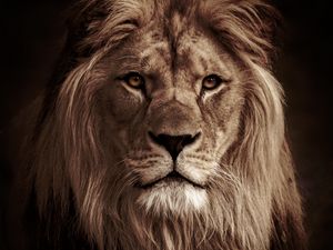 Эскиз льва с короной - 69 фото