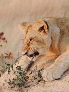 Превью обои лев, животное, хищник, большая кошка, ветка, дикая природа