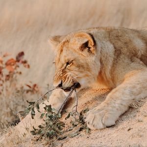 Превью обои лев, животное, хищник, большая кошка, ветка, дикая природа