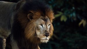 Превью обои лев, животное, хищник, царь зверей, грива, коричневый