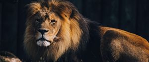 Превью обои лев, животное хищник, большая кошка, коричневый, дикий