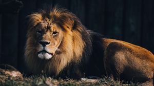 Превью обои лев, животное хищник, большая кошка, коричневый, дикий
