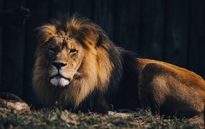 Превью обои лев, животное хищник, большая кошка, коричневый, дикий