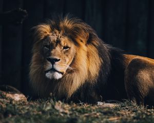 Превью обои лев, животное хищник, большая кошка, коричневый, дикий