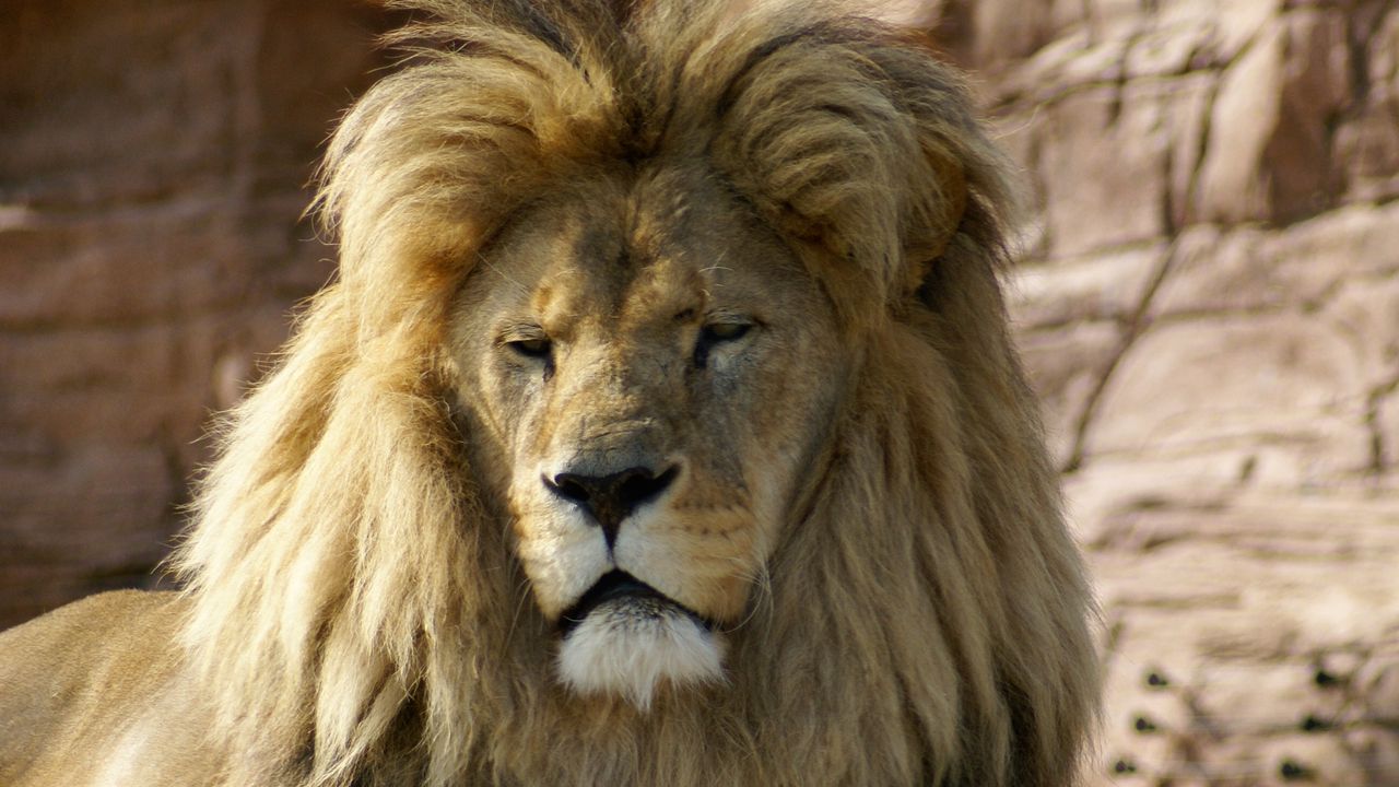 Обои лев, животное, царь зверей, большая кошка, коричневый