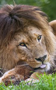 Превью обои лев, животное, взгляд, трава, природа