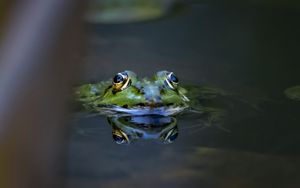 Превью обои лягушка, глаза, вода, макро, дикая природа