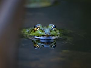 Превью обои лягушка, глаза, вода, макро, дикая природа