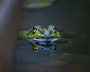 Превью обои лягушка, глаза, вода, макро, дикая природа