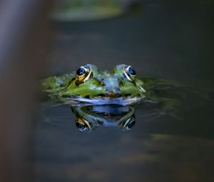 Превью обои лягушка, глаза, вода, макро, дикая природа