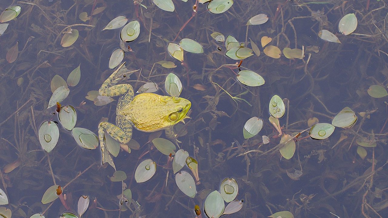 Обои лягушка, листья, плавать
