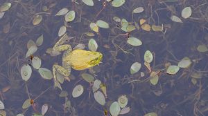 Превью обои лягушка, листья, плавать