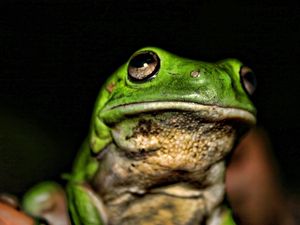 Превью обои лягушка, морда, окрас, яркий, тень