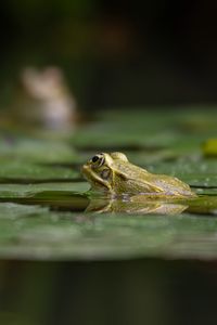 Превью обои лягушка, пруд, вода, зеленый