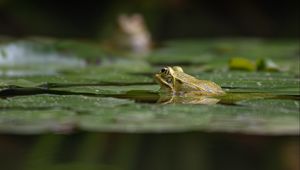 Превью обои лягушка, пруд, вода, зеленый