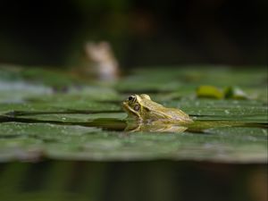 Превью обои лягушка, пруд, вода, зеленый