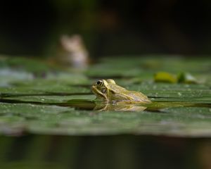 Превью обои лягушка, пруд, вода, зеленый