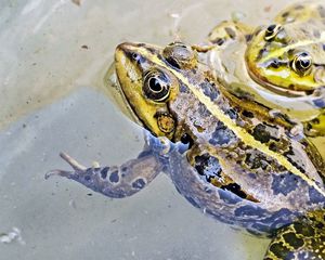 Превью обои лягушка, вода, пятна